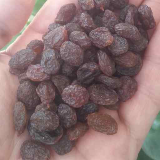 تصویر 4 از قیمت خرید کشمش آفتابی تازه عمده به صرفه و ارزان